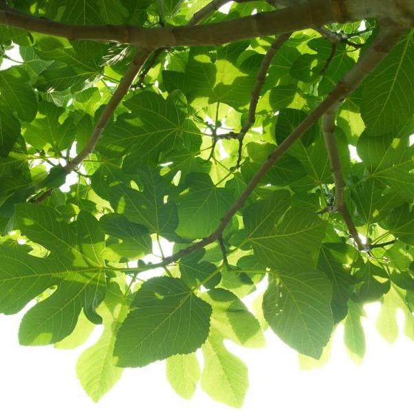green-fig-tree-leaves-with-branch