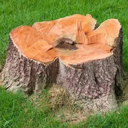 wild-bill-tree-utah-service-stump-removal
