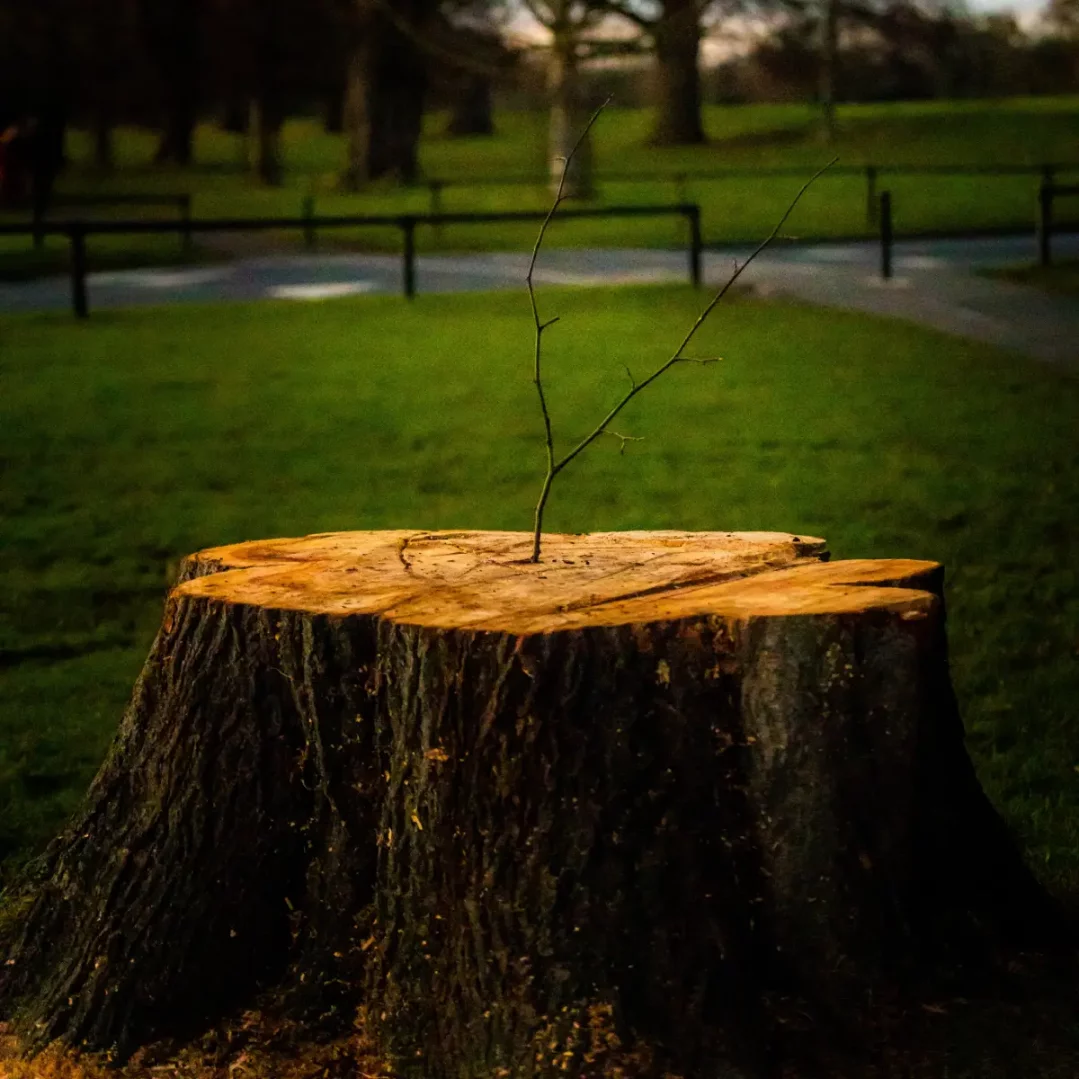 utah-professional-tree-stump-removal